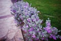 Small bushes with violet flowers on grass