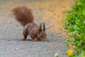 Small bushy-tailed squirrel perches on the ground with its tail raised Royalty Free Stock Photo