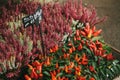 A small business for selling flowers in a German city. Beautiful pink and purple flowers knospenheide and calluna Royalty Free Stock Photo