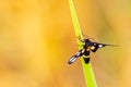 Small butterflies landing on rice leaves.