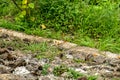 Small butterflies in nature background