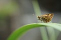 Small butterflies perch on the leaves