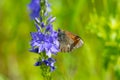 Small butterfly also known aricia allous sitting on Veronica flower plant with lots of tiny violet flowers Royalty Free Stock Photo