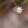 Small butterfly on an Australian native Lesser Flannel Flower