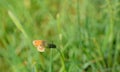 A small butterfly sits in the middle of the meadow on a blade of grass in the sun in spring, with space for text Royalty Free Stock Photo