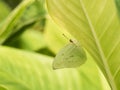 Small Butterfly Camouflage under The leaf Royalty Free Stock Photo