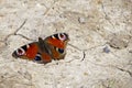 Small butterfly on cracked dried