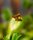 Skipper Thymelicus lineola Butterfly Yellow Orange Royalty Free Stock Photo
