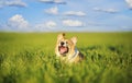 Small butterfly flies over the head of a funny little red dog puppy Corgi on a green meadow in the grass on a Sunny spring day Royalty Free Stock Photo