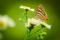 Butterfly on a flower. common silverline butterfly cigaritis vulcanus .