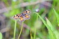 Small Butterfly on a flower Royalty Free Stock Photo