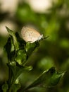 Small butterfly. Royalty Free Stock Photo