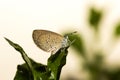Small butterfly. Royalty Free Stock Photo