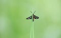 Small butterfly green on leaf background