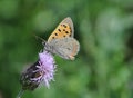 Small butterfly (Lycaena phlaeas)