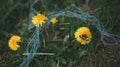 Small butterfly moth sitting on dandelion taraxacum, plastic garbage pollution