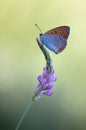 small butterfly with orange wings on a forest flower in the first rays of the sun Royalty Free Stock Photo