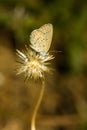 Small butterfly. Royalty Free Stock Photo