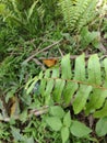 A small butterfly is perched on a leaf