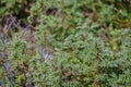 A small butterfly perches on a plant