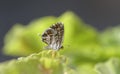 Small butterfly posing