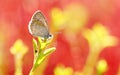 A small butterfly(Pseudozizeeria maha) stays on the plant