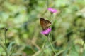 A small butterfly on purple flower