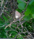 Small Butterfly resting in the Shade of Shrub in the Forest