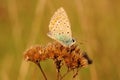 Sleeping butterfly sitting on dry grass illuminated by sunset - closeup