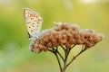 Sleeping butterfly sitting on dry grass at dusk - closeup