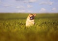 Small butterfly sat on the head of a funny little red dog puppy Corgi on a green meadow in the grass on a Sunny spring day Royalty Free Stock Photo