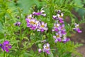 Small butterfly, Schizanthus pinnatus