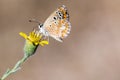 Small butterfly sipping on a yellow flower