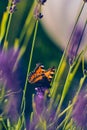 small Butterfly sitting on lavender Flower Royalty Free Stock Photo