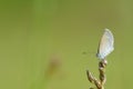 small butterfly species zizina otis
