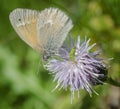 Small Butterfly on Spiky Flower Royalty Free Stock Photo