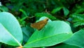 Small butterfly on a leaves