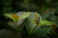 Small butterfly in the tropic forest habitat. Beautiful butterfly Zebra Longwing, Heliconius charitonius. Butterfly in nature habi