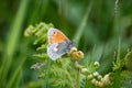 Small Heath butterfly on a young fern