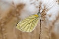 A small butterfly in winter