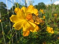 Small Butterfly and Yellow Flower