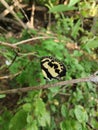 small butterfly with yellow patterns on its wings