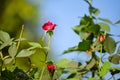 Small button rose red colored flowers blooming on plant with buds and blue sky at background with selective focus Royalty Free Stock Photo