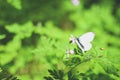 Small cabbage butterfly white on flower Royalty Free Stock Photo