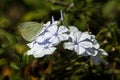 Small Cabbage White Butterfly Royalty Free Stock Photo