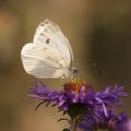 Small cabbage white butterfly Royalty Free Stock Photo