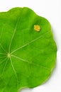 Small cabbage white butterfly eggs on a nasturtium leaf, closeup from above Royalty Free Stock Photo