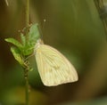 Small cabbage white butterfly Pieris rapae Royalty Free Stock Photo