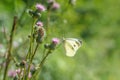 Small cabbage white butterfly (Pieris rapae). Royalty Free Stock Photo