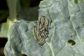 Small Cabbage White Caterpillars Feeding